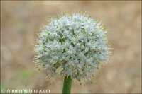 Allium cepa