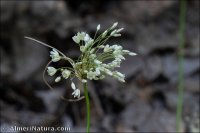 Allium longispathum