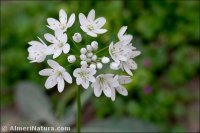 Allium neapolitanum