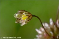 Allium oleraceum