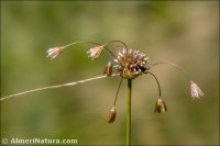 Allium oleraceum