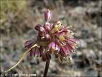 Allium pallens