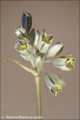 Allium pallens