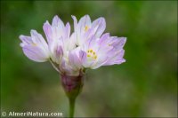 Allium roseum