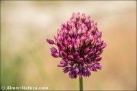 Allium scorodoprasum
subsp. rotundum