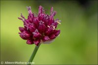 Allium sphaerocephalon