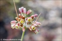 Allium stearnii