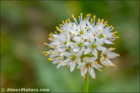 Allium subvillosum