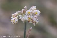 Allium valdesianum