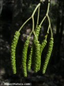 Alnus glutinosa