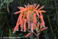 Aloe variegata