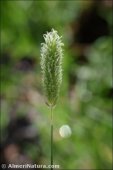 Alopecurus pratensis subsp. arundinaceus