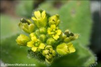 Alyssum granatense