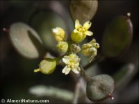 Alyssum linifolium