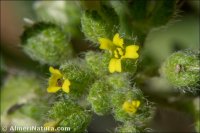 Alyssum minutum