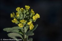 Alyssum montanum