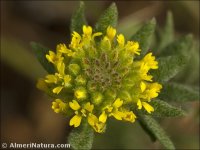Alyssum simplex
