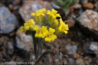 Alyssum strigosum
