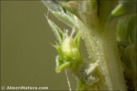 Amaranthus albus