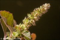 Amaranthus blitum
subsp. emarginatus