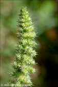 Amaranthus retroflexus