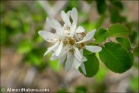 Amelanchier ovalis