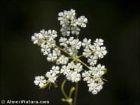 Ammoides pusilla