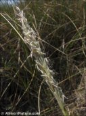 Ammophila arenaria