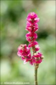 Anabasis mucronata