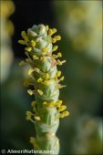 Anabasis mucronata