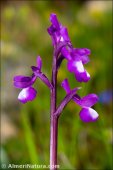 Anacamptis champagneuxii