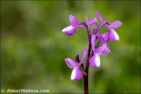 Anacamptis champagneuxii