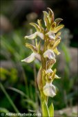 Anacamptis collina