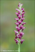 Anacamptis coriophora