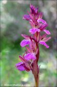 Anacamptis × dafnii
nothosubsp. solanoi
