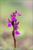 Anacamptis × dafnii nothosubsp. solanoi