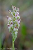 Anacamptis fragrans