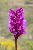 Anacamptis papilionacea
subsp. expansa