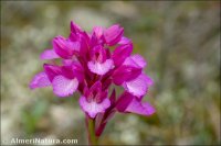 Anacamptis papilionacea
subsp. expansa