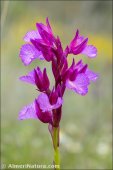 Anacamptis papilionacea
subsp. expansa