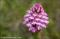 Anacamptis pyramidalis