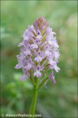 Anacamptis pyramidalis