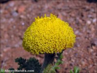 Anacyclus alboranensis