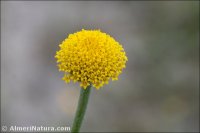 Anacyclus valentinus