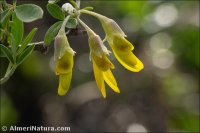 Anagyris foetida