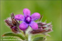 Anchusa azurea