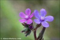 Anchusa azurea
