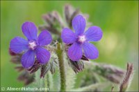 Anchusa azurea