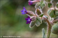 Anchusa undulata subsp. granatensis