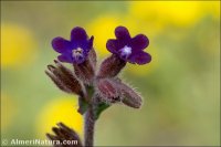 Anchusa undulata